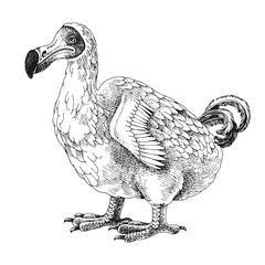 Monochrome dodo extinct bird sketch © Marina Gorskaya
