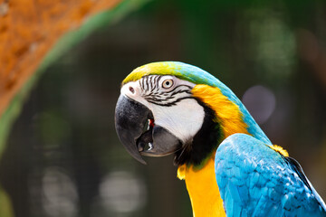 Portrait of a parrot in nature