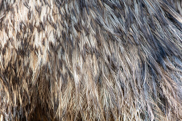 Fototapeta premium Ostrich feathers as an abstract background. Texture