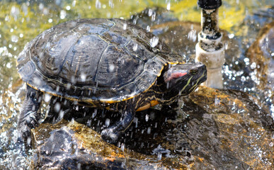 Turtle splashing water in the lake