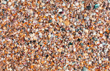 Seashells on the seashore close-up. Background