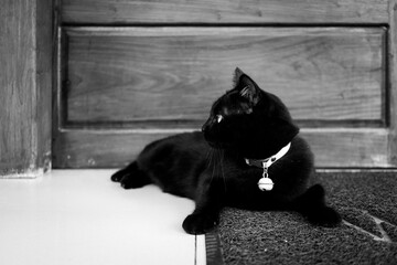 Black and white portrait photo of domestic black cat sitting and lying on floor alone at front of wooden door house on carpet.