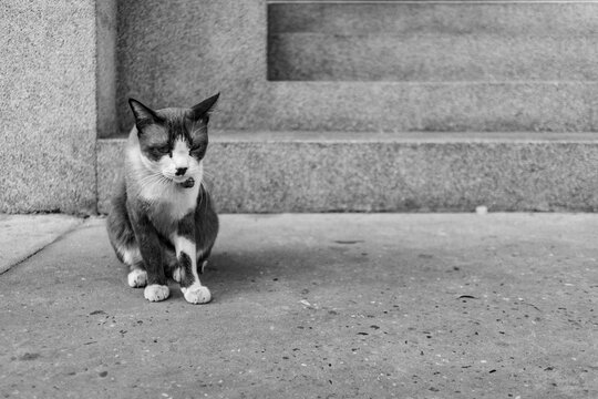 Black and white portrait photo of  domestic brown cat sitting on ground alone in front of home.