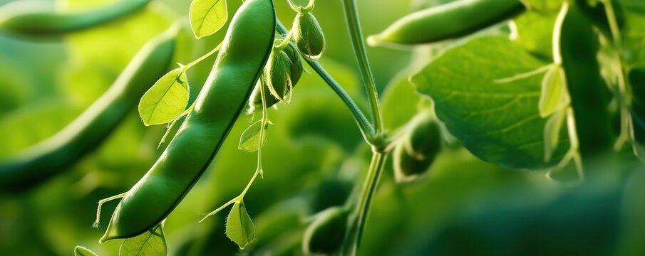 A photo of soybean plants that are still green. Generative AI