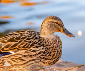 Mallard Ducks, Sunset, California, Closeup Photo, Fine Detail, Waterfowl