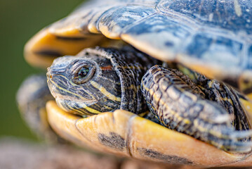 Red-Eared Slider, Red-Eared Terrapin, Trachemys Scripta Elegans, Sunset, California, Closeup Photo, Fine Detail