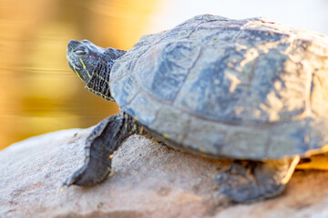 Red-Eared Slider, Red-Eared Terrapin, Trachemys Scripta Elegans, Sunset, California, Closeup Photo,...