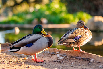 Mallard Ducks, Sunset, California, Closeup Photo, Fine Detail, Waterfowl