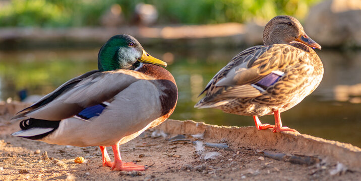 Mallard Ducks, Sunset, California, Closeup Photo, Fine Detail, Waterfowl