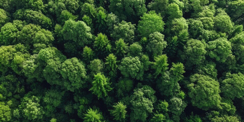 green forest lanscape, Aerial top view of mangrove forest. Drone view of dense green mangrove trees captures CO2. Green trees background for carbon neutrality and net zero emissions concept.