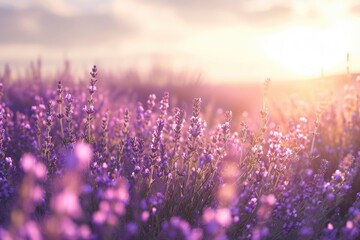 Fototapeta premium Ultra realistic photo of Lavender Field at summer sunrise.