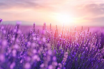 Ultra realistic photo of Lavender Field at summer sunrise.