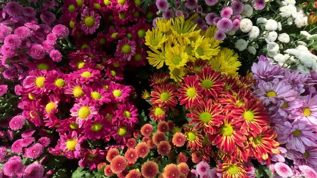 Blooming Flowers Time-Lapse Showcase