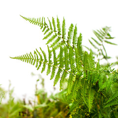 Fern leaves on an isolated white background. Soft focus.