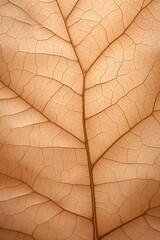 leaf background, leaf surface, leaf texture, leaf material, sleaf floor