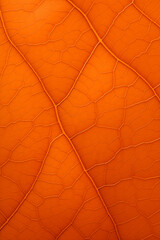leaf background, leaf surface, leaf texture, leaf material, sleaf floor
