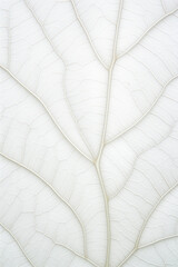 leaf background, leaf surface, leaf texture, leaf material, sleaf floor