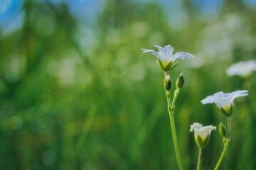 White Wildflower - Wildblumen - Wiese - Beautiful - colorful - summer - spring - Wildflowers - Background
