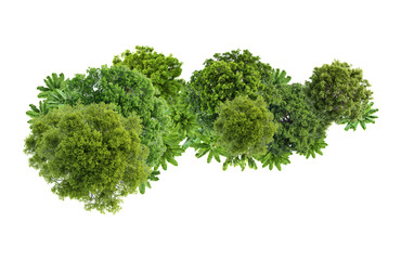 Obraz premium tree top view isolated transparency background.