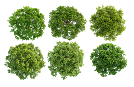 tree top view isolated transparency background.