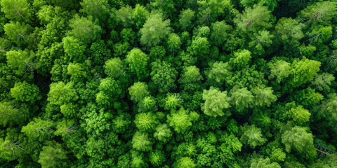 green forest lanscape, Aerial top view of mangrove forest. Drone view of dense green mangrove trees captures CO2. Green trees background for carbon neutrality and net zero emissions concept.  - obrazy, fototapety, plakaty