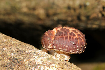 森の中で自生する野生しいたけキノコ（自然光＆ストロボ・マクロレンズ接写）