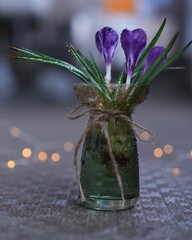 美しい球根の花クロッカス