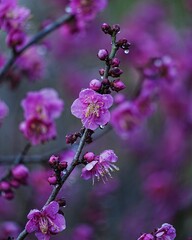 みずみずしい春の花梅の花