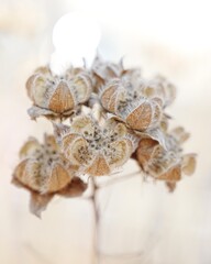 冬時期のドライフラワー芙蓉