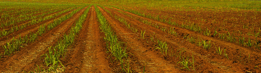 planting sugar cane, farmers, green plants