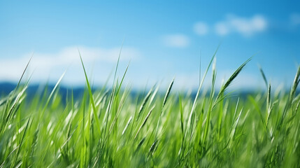 Fototapeta premium Bright green grass under a clear blue sky. Natural background