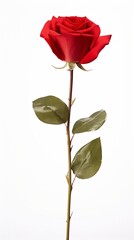 Obraz premium single red rose stem isolated on white background with generative ai