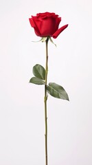 single red rose stem isolated on white background with generative ai