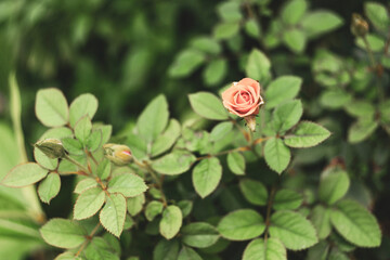 .Flower power, signs of peace, stop violence, peaceful protest symbol. One red rose in female hand on white background.There are many types of roses, roses that bloom in the morning have a light pink 