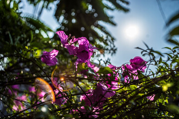  Bougainvillae flowers on lisbon city street,bougainvillae flowers on Lisbon city street,Close-up of pink bougainvillea flower, Close-up of yellow flowering plant,Closeup Group of Yellow Bougainvillea