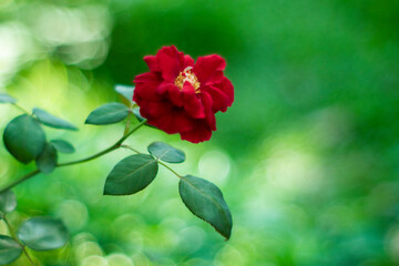 .Flower power, signs of peace, stop violence, peaceful protest symbol. One red rose in female hand on white background.There are many types of roses, roses that bloom in the morning have a light pink 