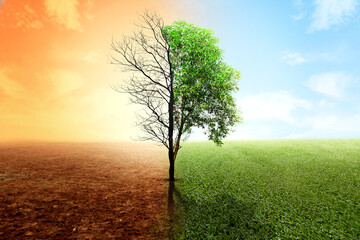 The difference between drought trees to growing trees on the ground with different sky