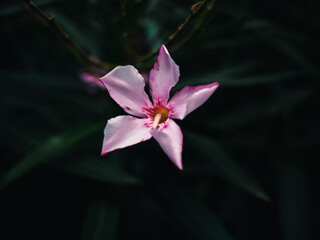 Nerium Oleander flower