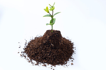 Newly grown plant seedlings on the soil
