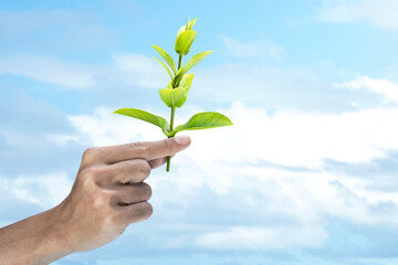 Human hand holding plant seedlings