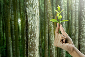 Human hand holding plant seedlings