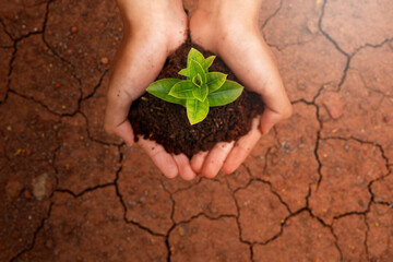 Human hand showing newly grown plant seedlings on the soil