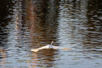 heron on the lake