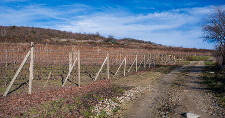 Obraz premium Autumn vineyards on the hillside. Unpaved road. Blue sky with white clouds.