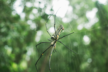 Spiders are soft-bodied, sometimes harmful and sometimes poisonous insects. They also eat meat, set traps to catch prey, and eat a lot of mosquitoes or small insects.