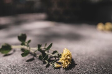 ,Field of orange petals of Opium poppy flower blooming on blurry green leaves under sunlight evening,Close-up of flowering plant on field against sky,