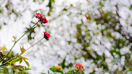 Close-up of woman holding pink rose,Roses are a symbol of pure love of youth, everyone has the blood of love flowing through their bodies, Everything you want is on the other side of fear