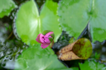 Close-up of lotus water lily growing in pond,Beautiful lotus in lake,High angle view of pink lotus...
