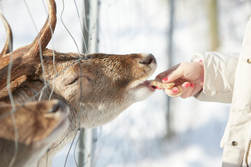 feeding of a deer standing behind a fence