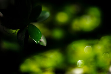 There are many types of leaves in the forest, such as oval, bow-shaped, saw-shaped, round, oval,...